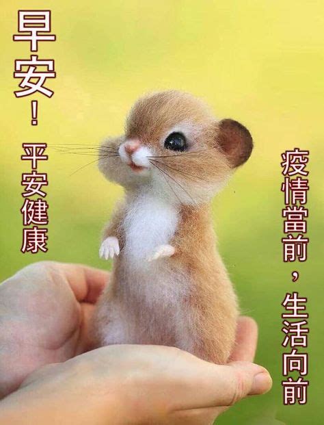 小鳥早安圖|2024 的 270 个 早安動物可愛圖 点子 